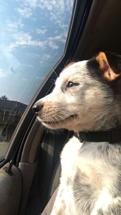 endless-puppies: Kitsune, she blossomed into a beautiful girl  Submission from @ swinntime