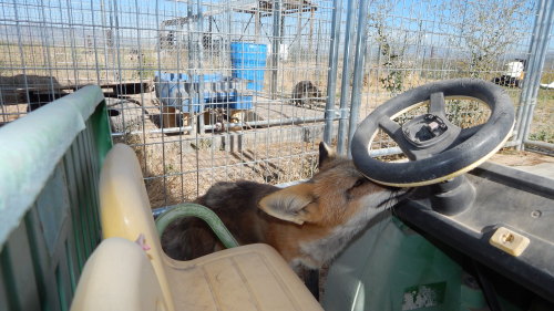 Skitter, now in her summer coat, is just such a sweet little foxy, kissing my hand or cleaning my pa