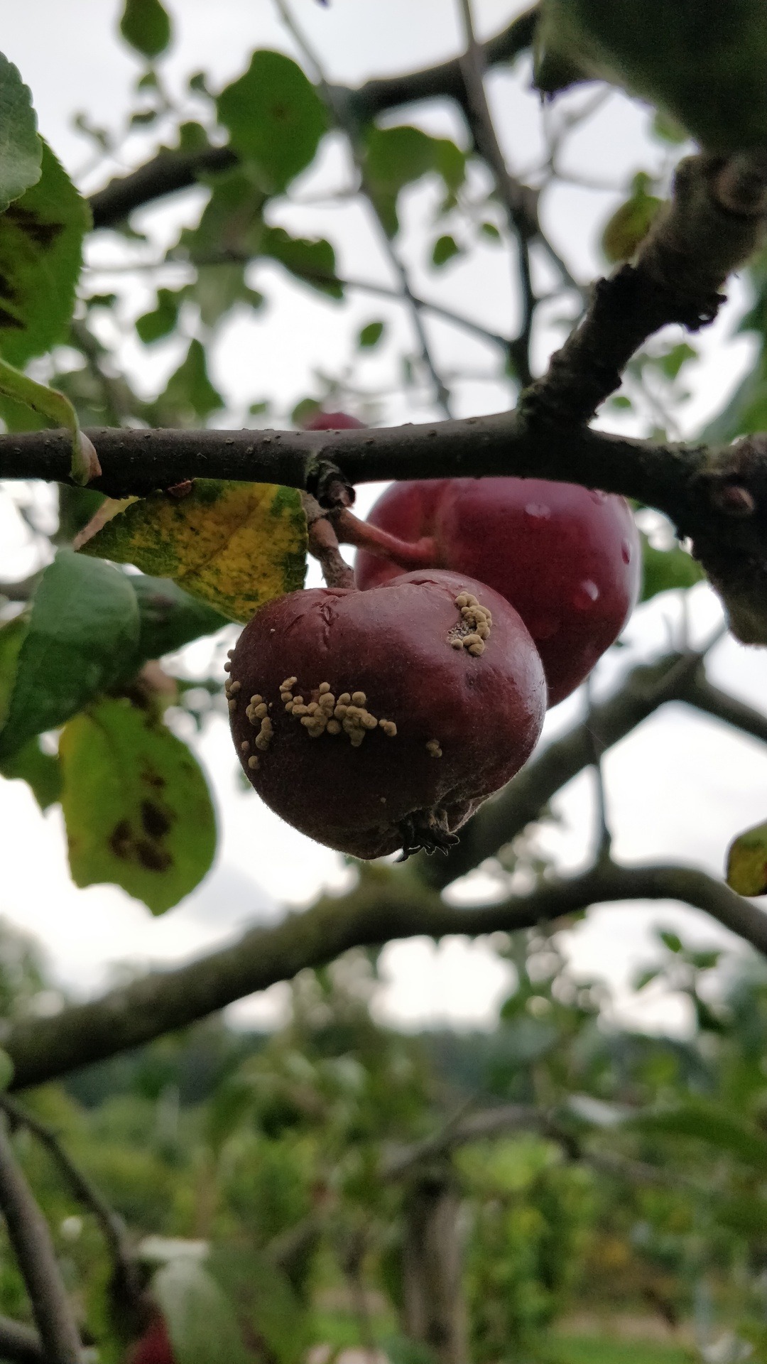 Monilinia fructigena -fungus causing a fruit rot of plums, pears and apples.