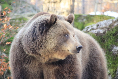 shroomlings:We interrupt your regularly scheduled mushroom programto show you these pictures of bear