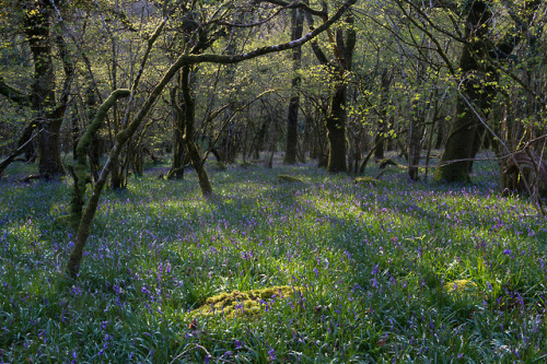 Morning in the bluebell woods by Miles