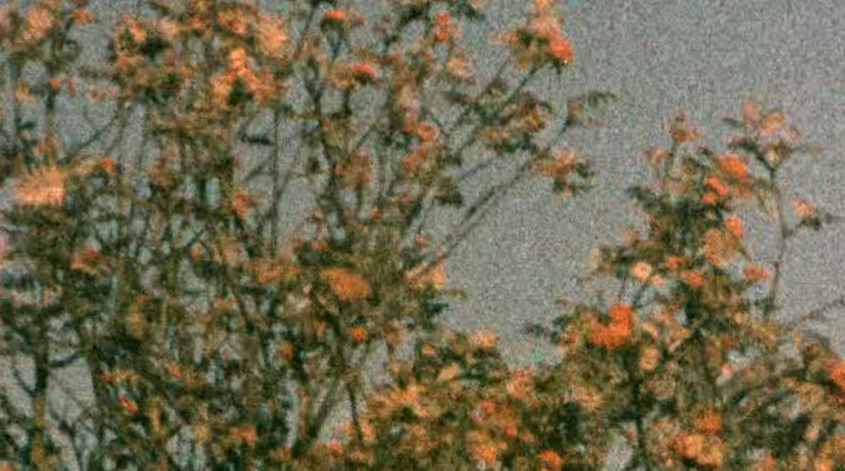 a-quiet-life: 1977, Kodak 160G Super 8 film (expired) 