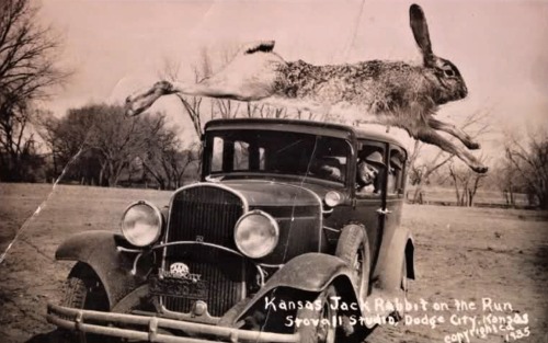 Porn Pics Jack Rabbit on the Run, Kansas, 1935.