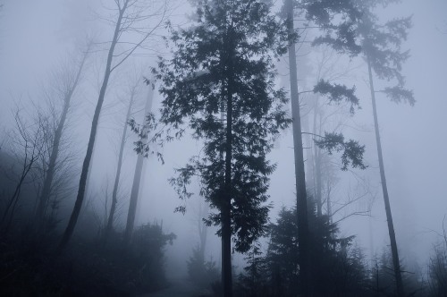 michellisphoto:  A foggy day at Stanley Park, British Columbia.