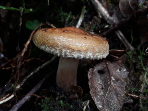 mushroomgay:London, UK, September 2021Woolly milkcap (Lactarius torminosus)These gorgeous little mil