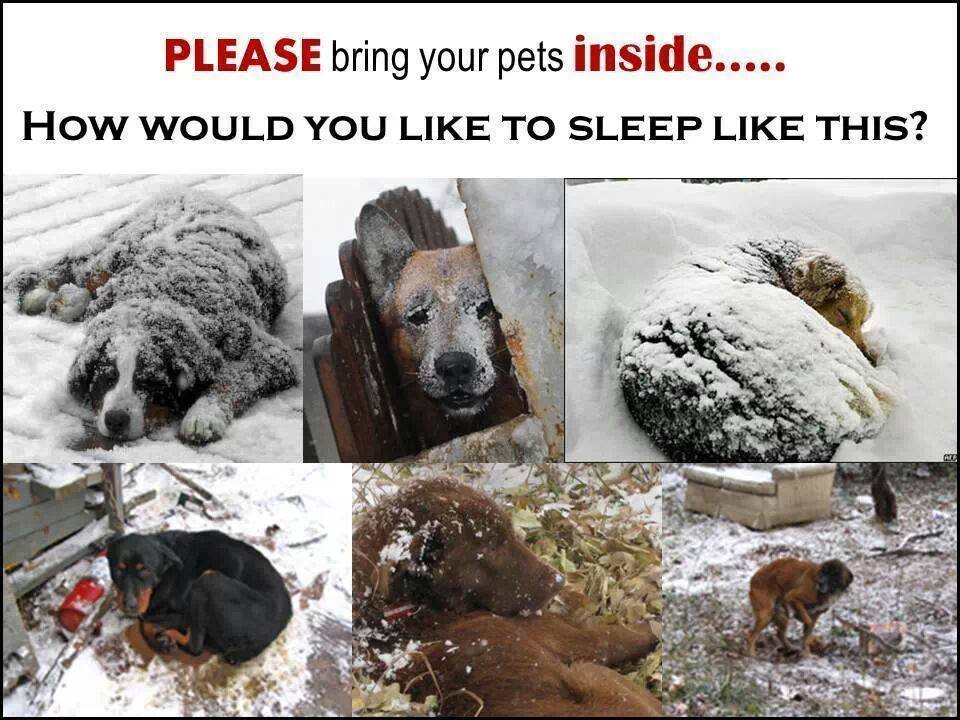 bunnyholliday:  If you leave your dogs out for long periods of time and/or to sleep