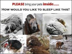 bunnyholliday:  If you leave your dogs out for long periods of time and/or to sleep overnight in freezing cold weather, you’re an asshole who deserves to have your pets snatched up from you. If you want a pet but don’t want it sleeping indoors, at