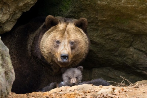 loveforallbears: That’s one menacing looking little cub!Photo by Reinhard Hölzl