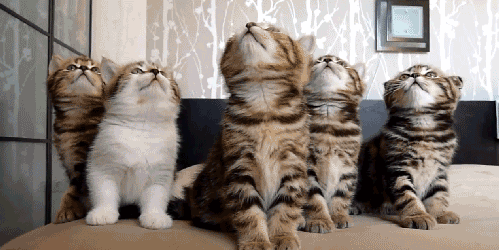catsdogsgifs:  http://catsdogsgifs.tumblr.com/ 