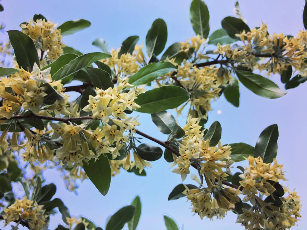 Autumn Olive (Elaeagnus umbellata) flowers under the half moon. This tree fixes atmospheric nitrogen in the soil and bears a massive amount of tart sweet fruit that has up to 18 times more lycopene than tomatoes. The other day, the Preserve Manager...
