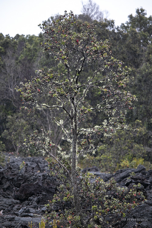 This unique native tree, ‘Ohi’a lehua (Metrosideros) was covered in lichens (Limu) at the edge of an