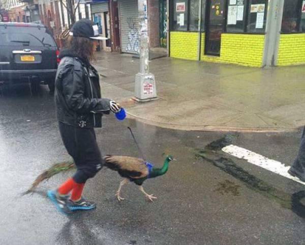 futubandera:  Hipster nivel: paseando mi pavo real