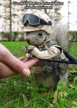 advice-animal:  Marine squirrel…http://advice-animal.tumblr.com/