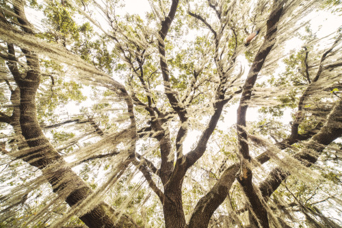 Welcome to the Spanish Moss Tillandsia usneoides vortex.Spanish moss isn’t actually a moss, bu