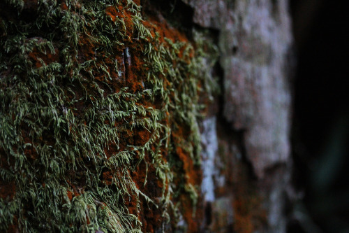 109pm: Moss in harmony Purling Brook Falls Track, Springbrook in October 2014