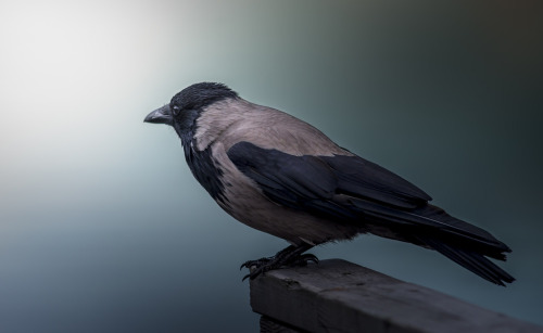 Hooded Crow (Corvus cornix) &gt;&gt;by Jyrki Salmi