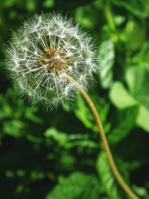 Taraxacum officinale.