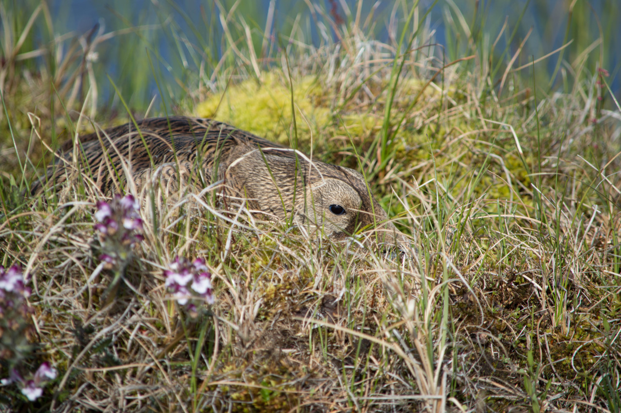 Spectacled eider (Somateria fischeri) hen on nest
Sea ducks are the ultimate in dedicated mothers: the hens receive no help from drakes in building the nest and raising the chicks, and they nest in an open landscape that provides virtually no cover...