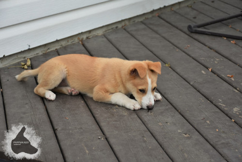 puppyrazzi