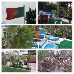 My uncle&rsquo;s backyard is like a mini portuguese paradise. Loving #Orlando #unclespad #CtFl