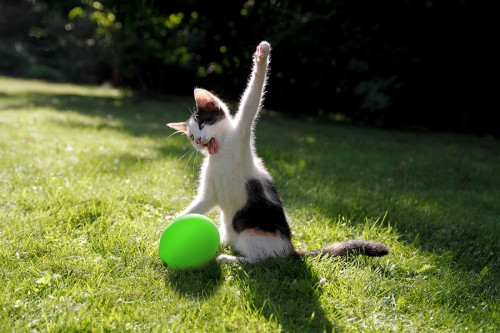 cute-overload:A cat killing a balloonhttp://cute-overload.tumblr.com