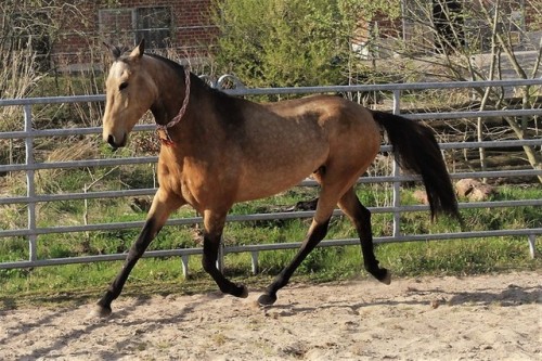 PepionoTekePortos x Arabli ShaelAkhal Teke, StallionBorn 2012