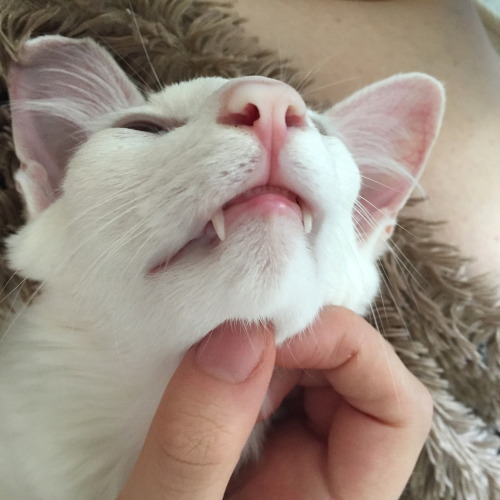ruffboijuliaburnsides:pangur-and-grim:pangur-and-grim:I like to take unflattering photos of my catoh