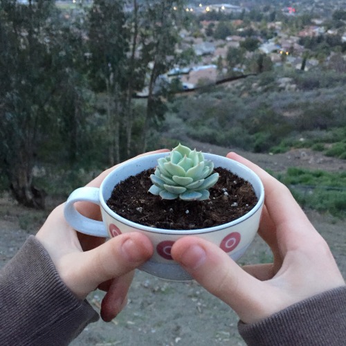 veganvictor:drilled a hole in this little cup and made a pot!