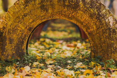 『秋は黄色いプリン』sony a6400 + SIGMA 56mm F1.4 DC DN | Contemporary2021.12location : 静岡県 Shiuoka, japan