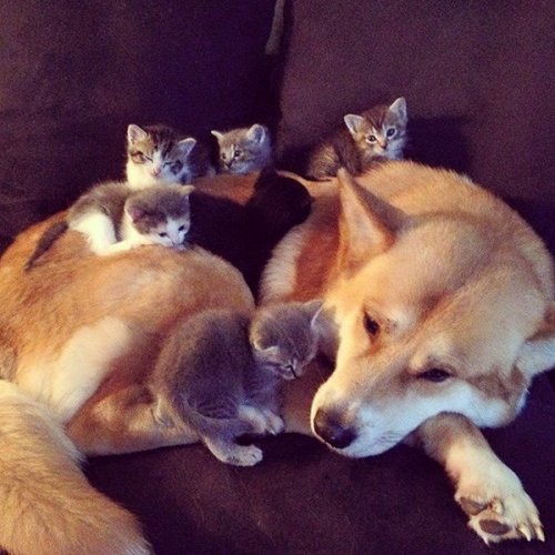 awwww-cute: These little kittys follow him everywhere. (Source: ift.tt/29Y84Ah)