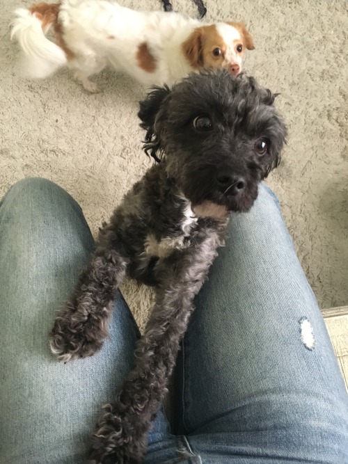 acutepuppy:diemeng:So my sister found a scared, matted, homeless dog running around the Clark basket