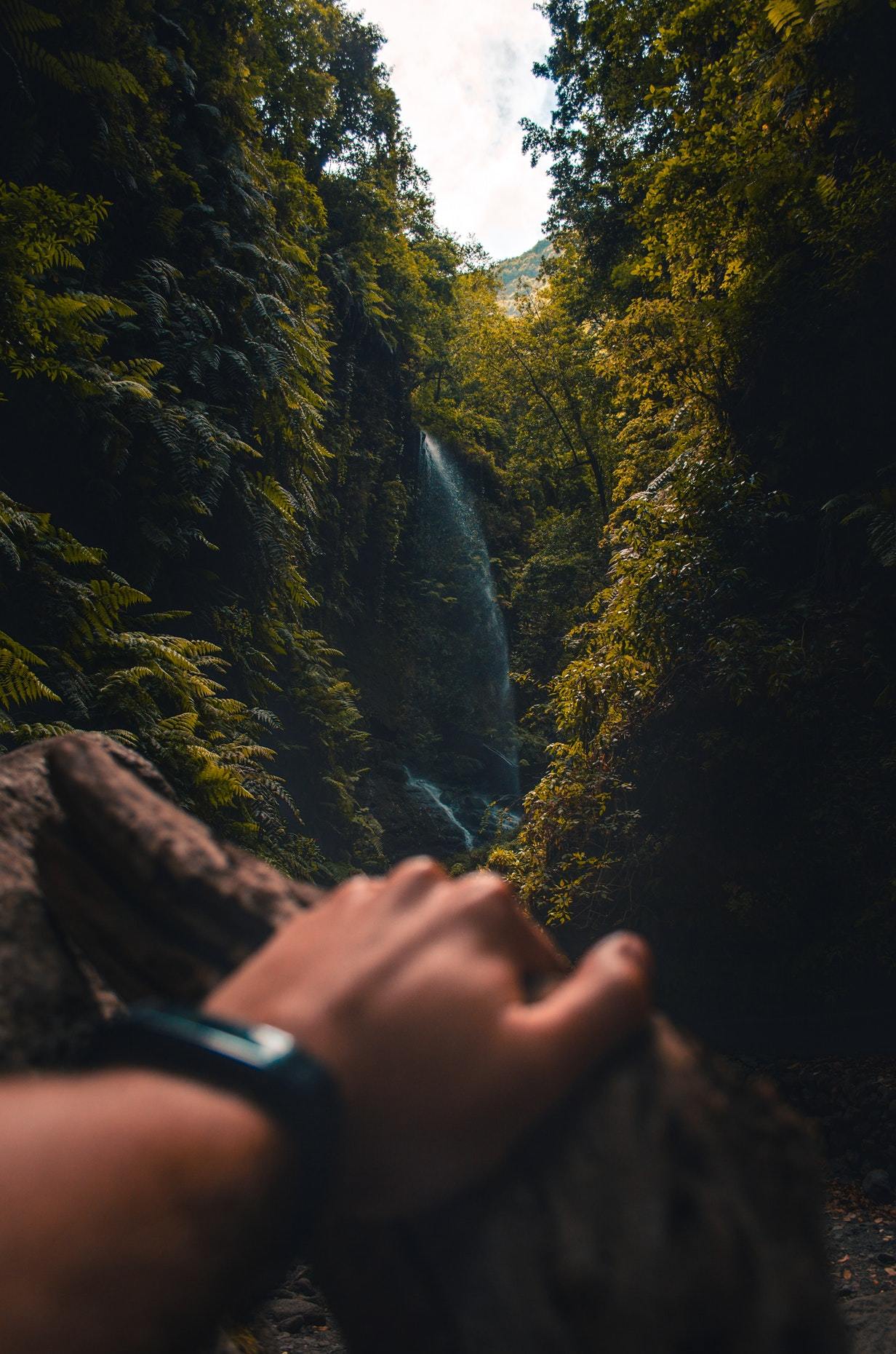 My adventure through the forest