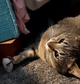🎊✨🥳🎉🙌POV: Finally Able To Pet A Feral Cat🙌🎉🥳✨🎊