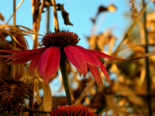 gairid:Still a few flowers blooming in the back garden. 