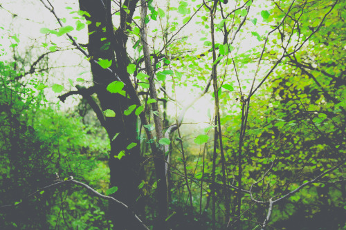 hiadammarshall:  Soft Autumn Tumblr | Facebook          