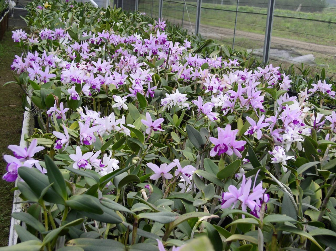 Many flowered Cattleya intermedia in an orchid nursery.
By Orquidário Purpurata.