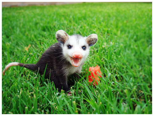 urbanfantasyinspiration: the-bright-path:hvashi: Baby Opossum :V @kansascity-elffriend Oh, hey! Numb