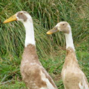 exactlytwoindianrunners - Two ducks, being friends