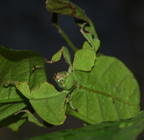 whatthefauna: Giant leaf insects are among the greatest mimics in the animal kingdom. These insects 