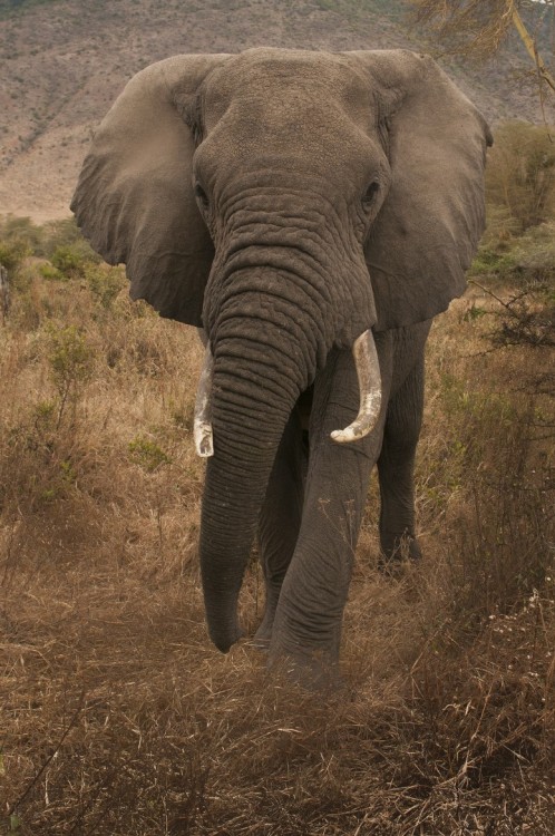 llbwwb: (via 500px / tusks by Vikram Hingmire)