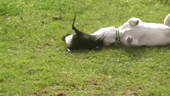becausebirds:  Magpie playing with a puppy. 