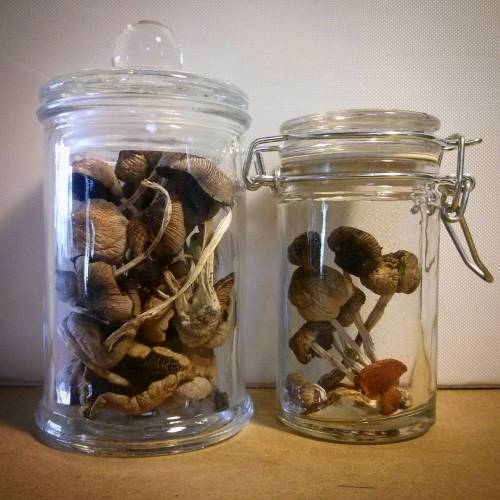 Happy Solstice! This is my Weird Winter Wizardry: picking rando mushrooms and drying them out on a r