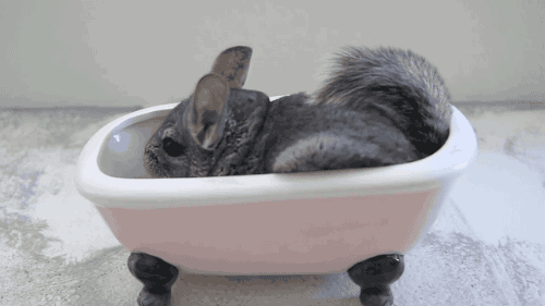 gifsboom:  Chinchilla Dust Bath. [video] [ChinTubeHD] 