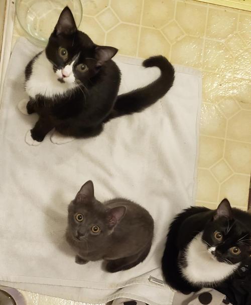 cuteness–overload:This is what I saw upon pulling open my shower curtain… I have an audience folksSo