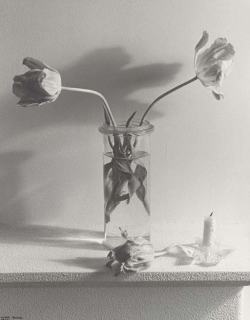 Ilse Bing, Still life with tulips, 1939