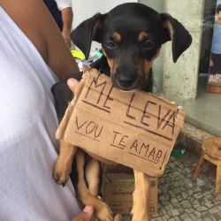 Não é fácil por em palavras O que o coração grita.