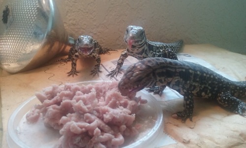 kaijutegu:jessjunk:Clutch homies♡BABIES