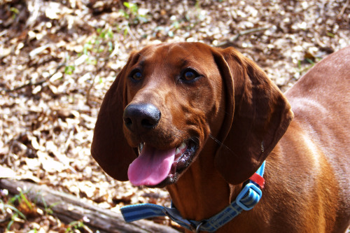 Hunter’s Hushabye Mountain - Redbone CoonhoundLilah Marie at 7 months old.