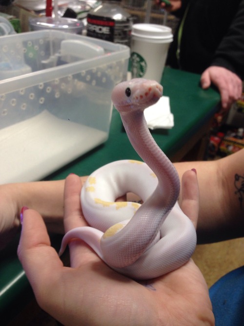 its-just-a-phage:Curious bab