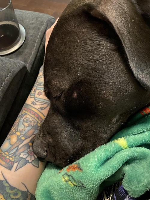 pitbullsoverload:From bait dog to couch potato. My sweet boy Niko